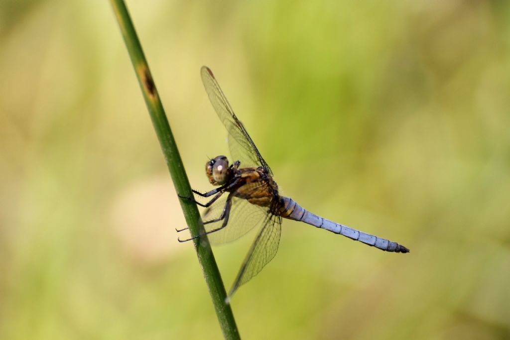 Orthetrum coerulescens maschio?